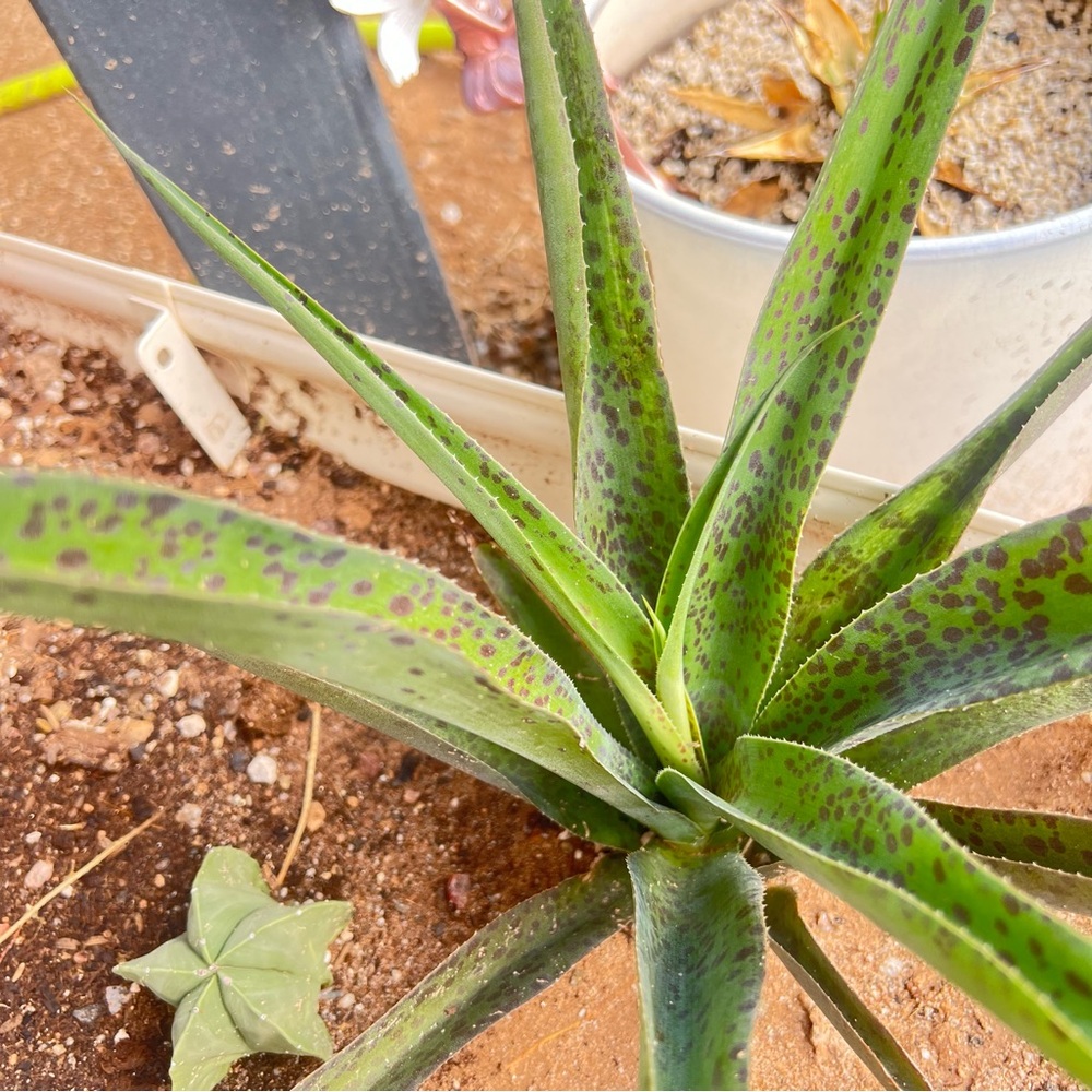 Jaguar Managave